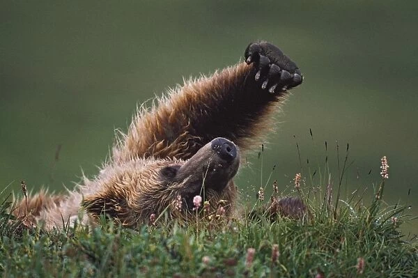 Grizzly Bear (Ursus Arctos) Stretching; Denali National Park And Preserve, Alaska, Usa