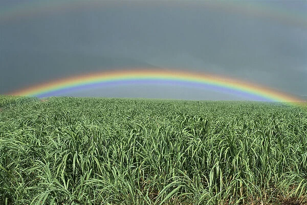 Hawaii, Brilliant Rainbow Over Fields Of Sugarcane, Misty Skies In Background C1716