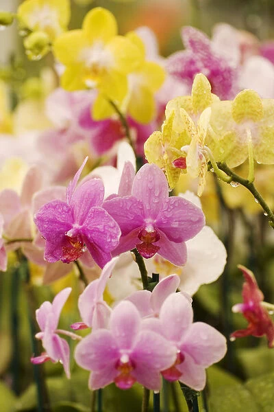 Hawaii, Field Of Pink And Yellow Orchids