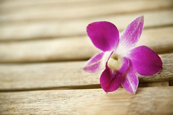 Hawaii, Kauai, Kilauea, Pink Orchid