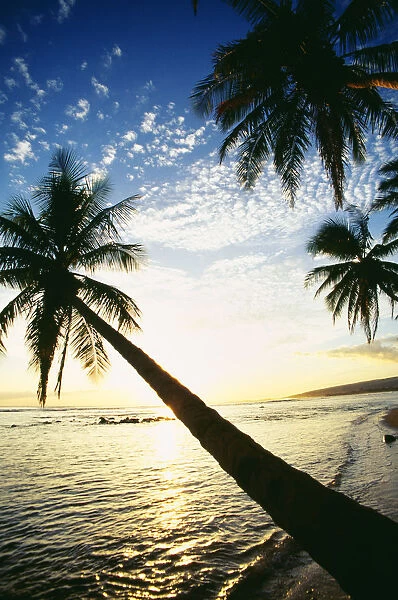 Hawaii, Kauai, Waimea, Tall Palm Over Ocean At Sunset, Bright Golden Reflections