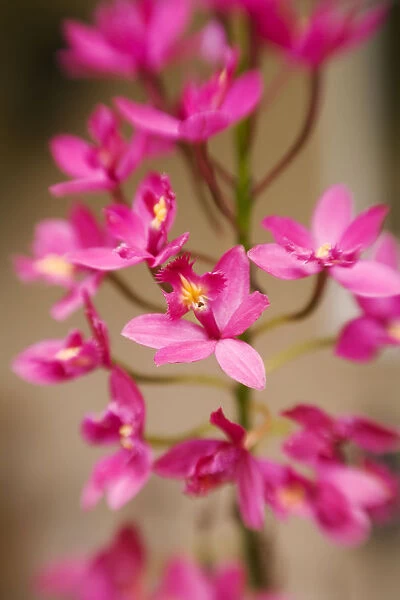Hawaii, Maui, Close-Up Of Pink Epidendrum Orchids On Stem