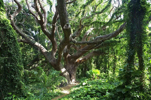 Hawaii, Maui, Honolua, A tree surrounded by lush green vines