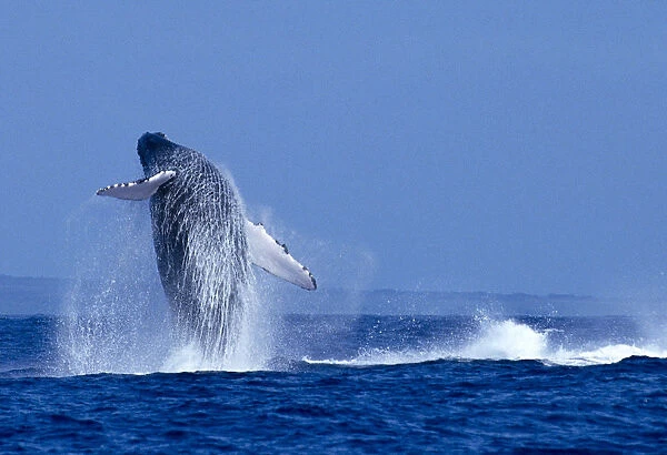 Hawaii, Maui, Humpback Whale (Megaptera Novaeangliae) Breaching C2024