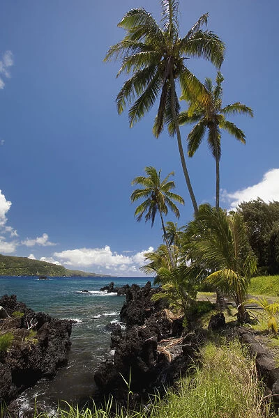 Hawaii, Maui, Keanae, Palm trees and sunny blue sky on the Keanae coast