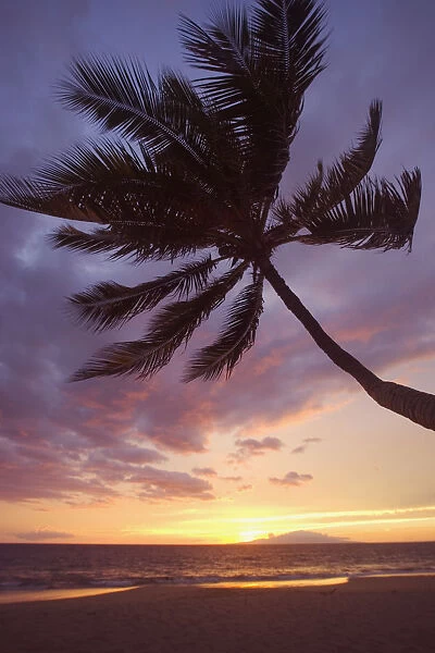 Hawaii, Maui, Kihei, Palm Tree Over The Beach At Sunset