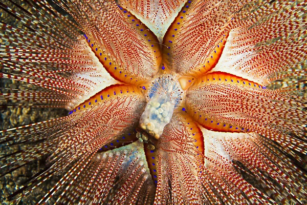 Hawaii, Maui, Rare Sighting Of A Blue-Spotted Sea Urchin (Astropyga Radiata)