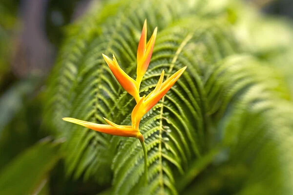 Hawaii, Maui, Single Heliconia Nickeriensis In Front Of Fern Leaves, Selective Focus