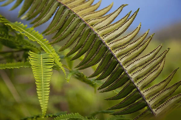 Hawaii, Maui, Waihee, A closeup of green fern with seeds