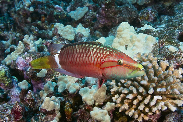 Hawaii, Ringtail wrasse (Oxycheilinus unifasciatus) swimming over a coral reef