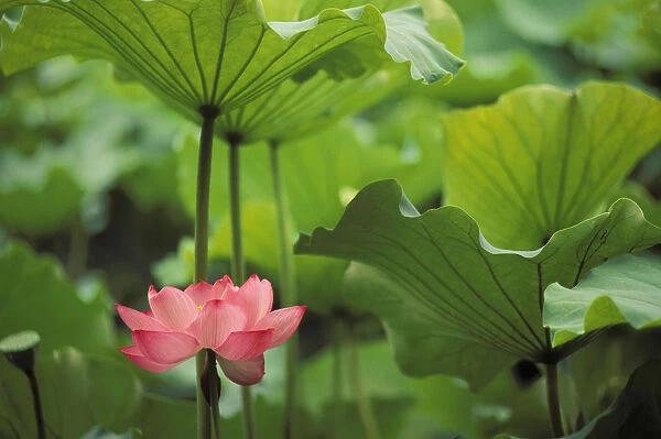 Hawaii, Single Bright Pink, Full Lotus Blossom Amongst Green Leaf And Stems