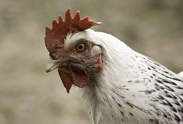 The Head Of A Rooster