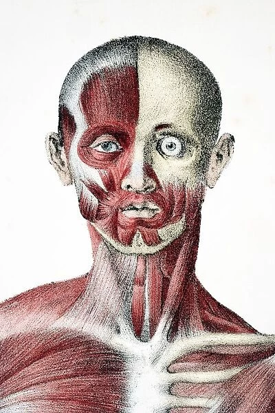Head And Shoulders Of The Male Human Body Showing Muscles Sinews And Bones From The Vessels Of The Human Body Edited By Jones Quain And William Wilson Published London By Taylor And Watson 1837