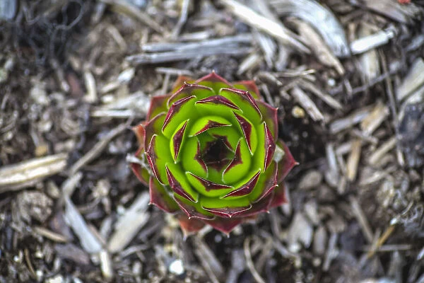 Hen and chicks plant, Succulent