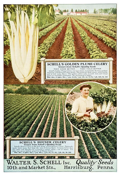 Historic Walter S. Schell Seed Catalog From 20th Century