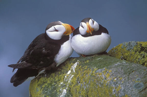 Horned Puffin Pair Perched On Ledge, Round Island, Walrus Islands State Game Sanctuary, Bristol Bay, Southwest Alaska