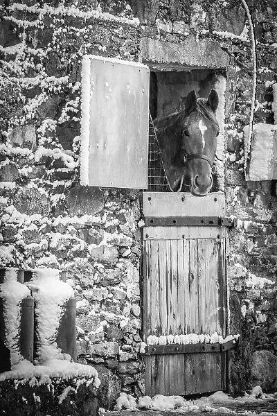 Horse in an old stable