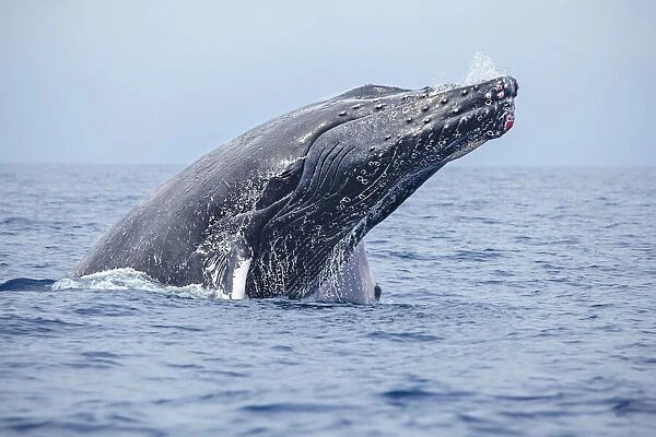 Humpback Whale, Megaptera novaeangliae, Hawaii, USA