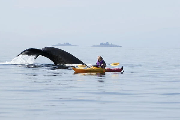 Humpback Whale Surfaces Near A Woman Sea Kayaking In Frederick Sound, Inside Passage, Southeast Alaska, Summer