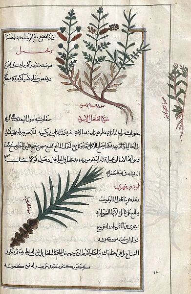 Identified in book as: Top: Black Pepper (Piper nigrum), Margin: White Pepper, Bottom: Ginger (Zingiber official). After an illustration by Mirza Baqir in a 19th century Iranian book of Greek physician and botanist Pedanius Dioscoridess 1st century AD work De Materia Medica; Artwork