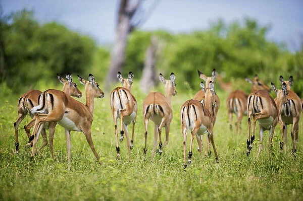 Impala (Aepyceros Melampus), Chobe National Park; Kasane, Botswana