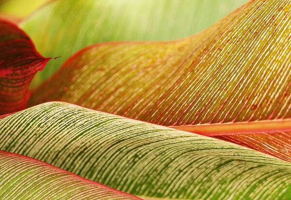 Indonesia, Bali, Close-Up Of Tropical Plants, Leaves