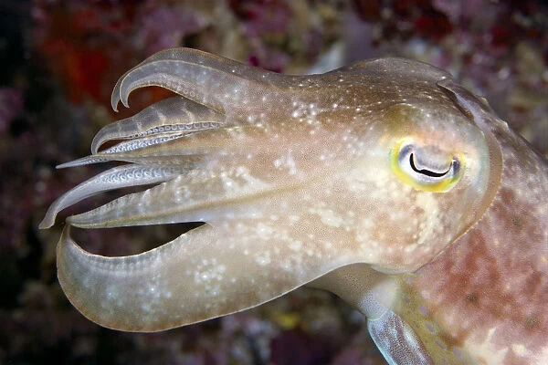 Indonesia, Cuttlefish Close-Up Side View With Eye Closed