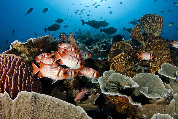 Indonesia, School Of Shoulderbar Soldierfish (Myripristis Kuntee); Komodo