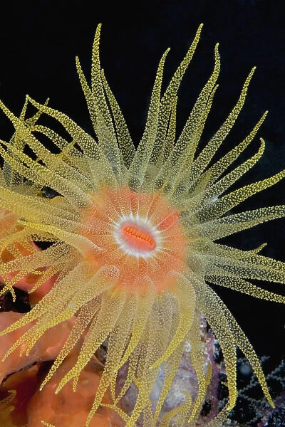 Indonesia, Tubastraea Coral Polyp Detail (Tubastraea Faulkneri)In Dark Ocean