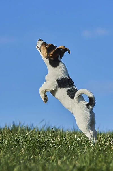 Jack Russell Terrier puppy playing on a meadow