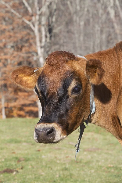 Jersey Cow In Autumn Pasture, Baldwin Brook Farm; Canterbury, Connecticut, United States Of America