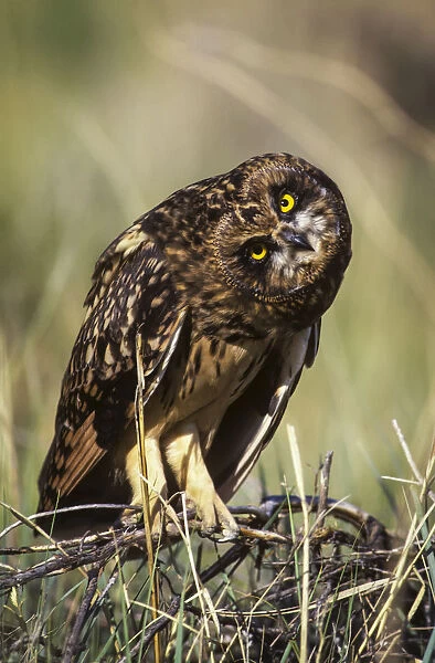 A Juvenile Short-Eared Owl (Asio Flammeus) Surveys The Scene; Idaho Falls, Idaho, United States Of America
