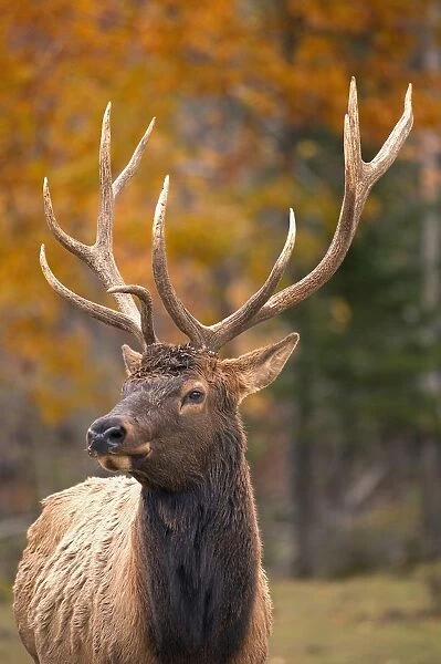 Large Elk In Jasper National Park Alberta Canada