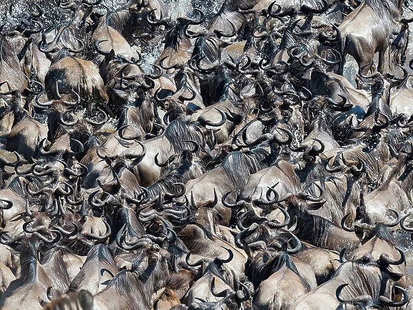 A large herd of wildebeest migrate across the Mara River