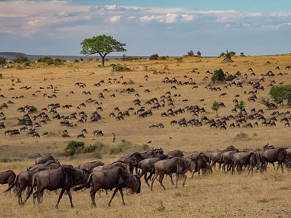 A large herd of wildebeest roam near the Mara river
