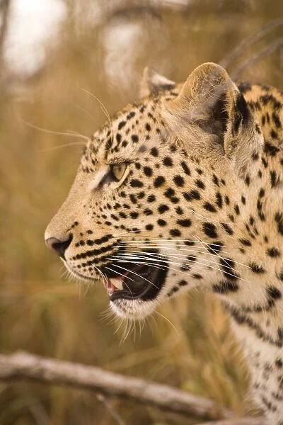 Leopard (Panthera Pardus), Arathusa Safari Lodge, Sabi Sand Reserve, Mpumalanga, South Africa