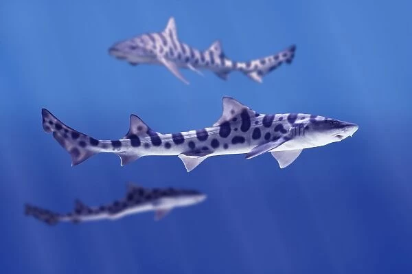 Leopard Sharks (Triakis Semifasciata)