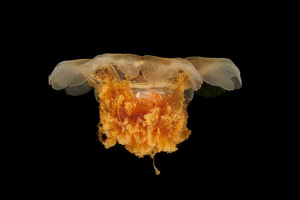 Lions Mane Jellyfish, Cyanea capillata, BC, Canada