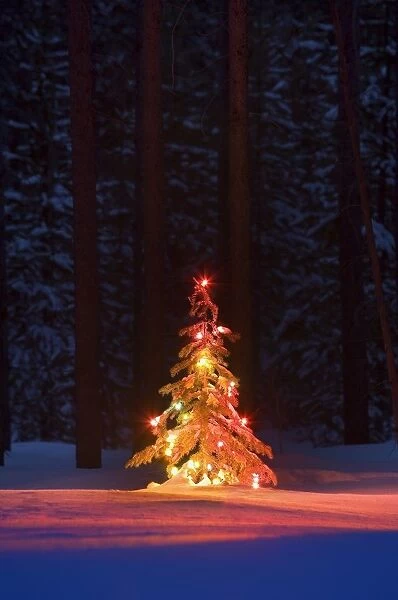 Lit Christmas Tree In A Forest