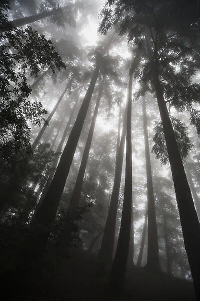 Low Angle View Of Tree Tops In The Fog; California, United States Of America