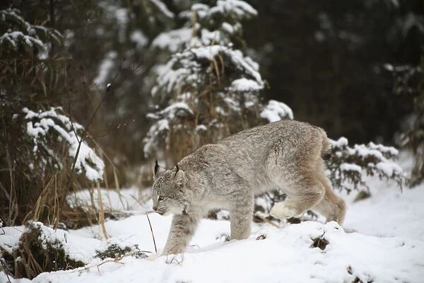 Lynx In The Snow