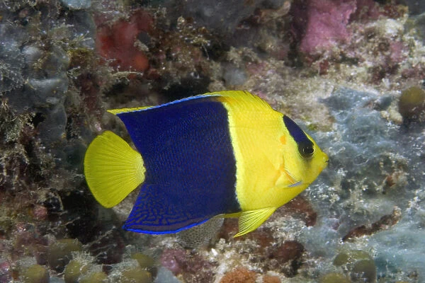 Malaysia, The Bicolor Angelfish (Centropyge Bicolor)