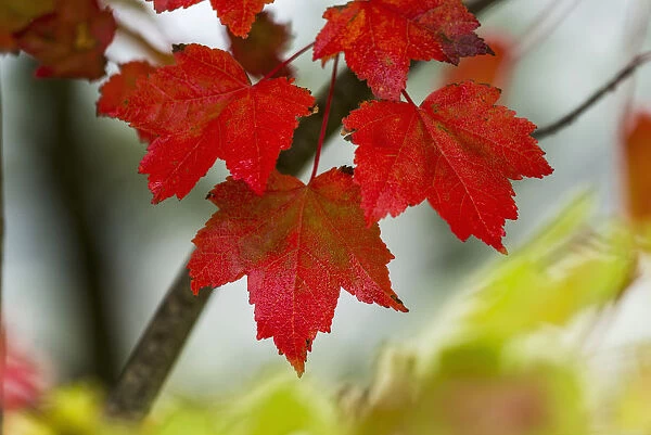 Maple Leaves Show Off Their Autumn Hues; Astoria, Oregon, United States Of America
