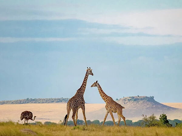 Masai giraffe, Giraffa camelopardalis tippelskirchii, and ostrich in the background in Serengeti National Park