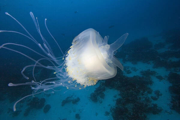 Micronesia, Palua, Jellyfish (Cephea Cephea) Near The Ocean Floor