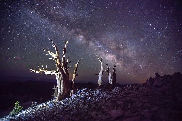 Milky way over ancient bristlecone pines under the night sky, Bishop, Inyo County, California, USA