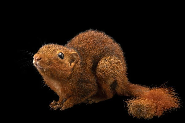 Mindanao Squirrel portrait