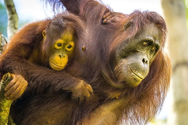 Mother and baby Bornean orangutans, Pongo pygmaeus, in a tree