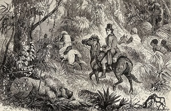 Mungo Park, 1771 To 1806, Scottish Explorer, Encountering A Lion Whilst On His Way To The Village Of Modiboo During His Exploration Of Africa In 1795. From The Life And Travels Of Mungo Park Published 1875