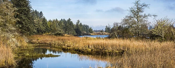 Netul River Wetlands, Oregon, USA